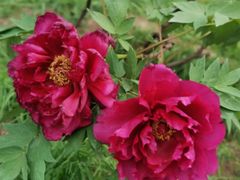 -沈阳森林动物园