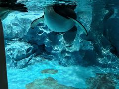 -帝企鹅自助餐厅•儿童岛•真企鹅(长隆企鹅酒店)