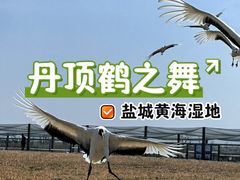 -盐城丹顶鹤湿地生态旅游区
