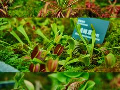 -国家植物园南园