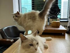 -楼上猫咖(罗湖店)