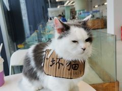 -怪兽屋·羊驼·猫咖·狗咖(俊华广场店)