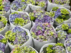 -龙大花卉苗木市场