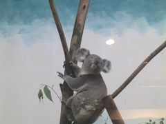-广州长隆野生动物世界