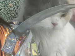 -喵园·猫主题咖啡厅·撸猫·猫咖(国贸店)