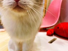 -momokira米努特·德文卷毛猫·棉花面纱犬
