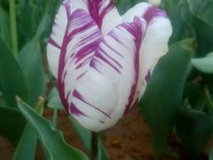 android_upload_pic-洛阳郁金香牡丹园