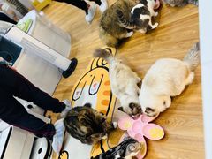 -COLOR PETS 撸猫馆·购猫·猫咖(长风大悦城店)