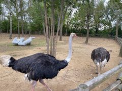 -大连森林动物园