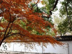 -秋霞圃