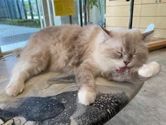 -瞄一喵猫咖(格力海岸店)