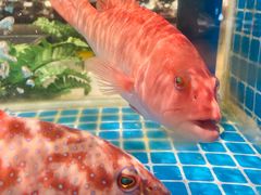 -田园居·佳宴(桑田路店)