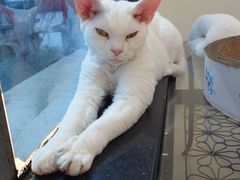 -新一味普宁肠粉王(梅林店)