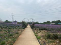 -紫颐香薰山谷景区