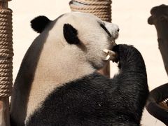 -石家庄市动物园