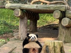 -都江堰中华大熊猫苑