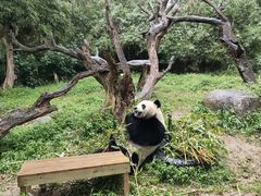 -广州长隆野生动物世界