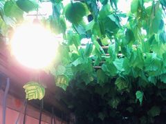 -百年粉蒸牛肉