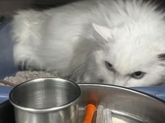 -瑞派·关忠动物医院·猫专科·犬专科(三环新城店)