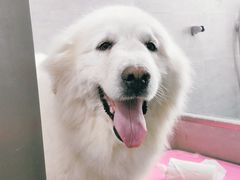 -宠福鑫康馨动物医院·骨科·眼科