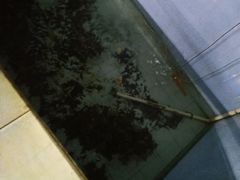 -西江河鲜·趣苑酒楼(鼎湖店)