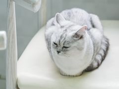 -喵的天空名猫咖啡馆·撸猫·猫舍·用品