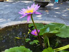 -深圳仙湖植物园