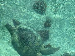 -卡帕莱度假村(西巴丹岛)