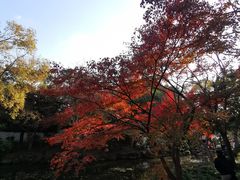 -秋霞圃