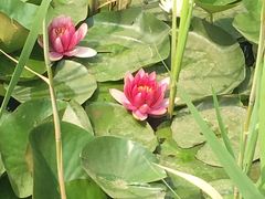 -武清南湖绿博园