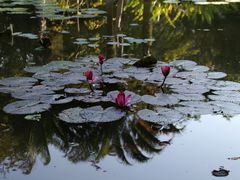 -曼听御花园