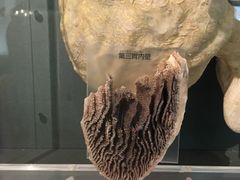 -东京国立博物馆