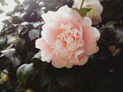 -小菜园新徽菜(芜湖镜湖苏宁店)