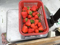 -大自然农场蔬菜草莓采摘园