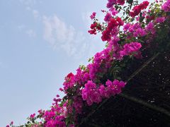 -莲花山公园