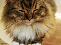 -COLOR PETS 撸猫馆·购猫·猫咖(长风大悦城店)