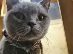 -猫小院猫主题餐厅(南锣旗舰店)