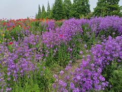 -泗洪洪泽湖湿地景区