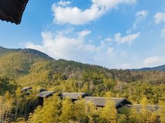 -大唐贡茶院