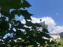 -上海中医药大学附属曙光医院(东部)