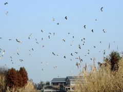 -苏州太湖湖滨国家湿地公园