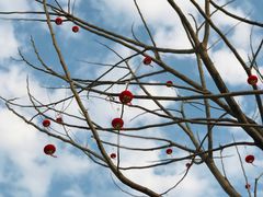 -小鲜肉延边朝鲜族烤串(珠海店)