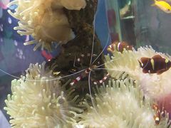 -太平洋海底世界