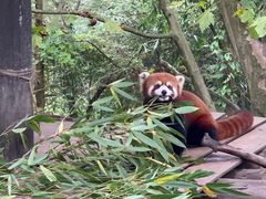 -都江堰中华大熊猫苑