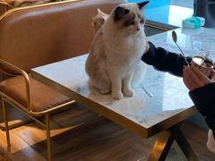 -遇见羊驼·奶狗咖·布偶猫咖·法斗柯基柴犬阿拉斯加(春熙路太古里IFS店)