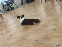 -Let's go狗咖·猫咖·奶狗·桌游(春熙路IFS店)