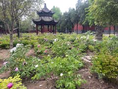 -洛阳白马寺
