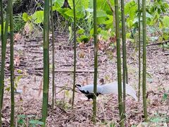 -福建鲤鱼洲酒店