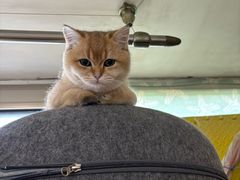 -纳吉亚猫专科动物医院·北北分院