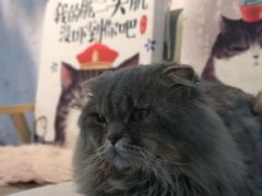 -喵屿·大理花园猫咖